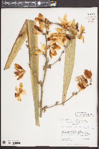 Yucca filamentosa image