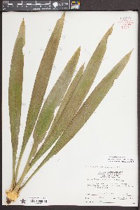 Yucca filamentosa image