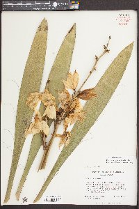 Yucca filamentosa image