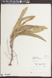 Yucca filamentosa image