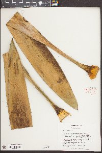 Yucca filamentosa image