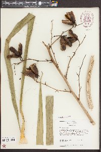 Yucca filamentosa image