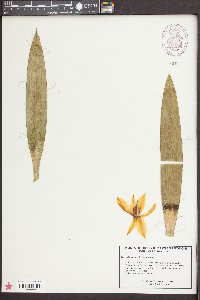 Yucca filamentosa image