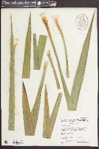 Yucca filamentosa image