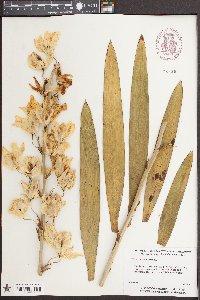 Yucca filamentosa image