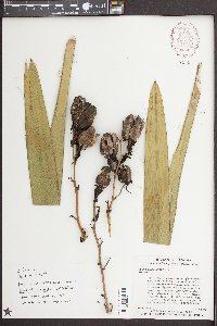 Yucca filamentosa image