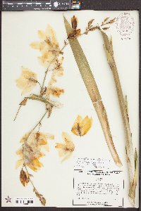 Yucca flaccida image