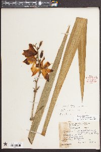 Yucca filamentosa image