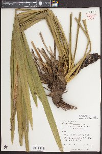 Yucca filamentosa image