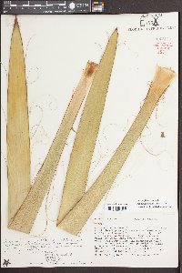 Yucca filamentosa image