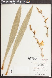 Yucca filamentosa image