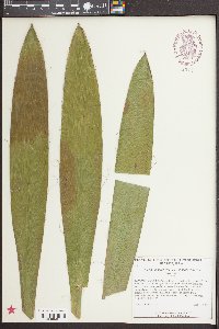 Yucca filamentosa image