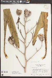 Yucca filamentosa image