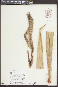 Yucca baccata image