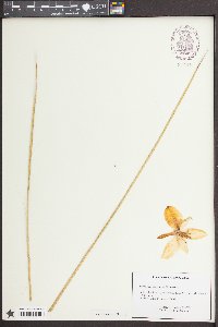 Yucca elata image