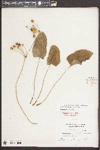 Echinodorus cordifolius image