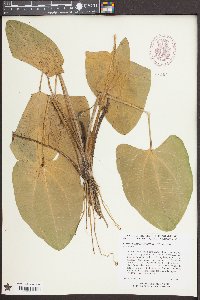 Echinodorus cordifolius image