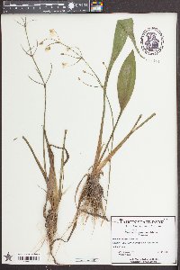 Sagittaria graminea image