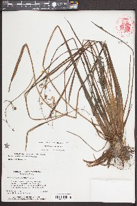 Sagittaria graminea image