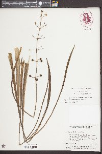 Sagittaria graminea image