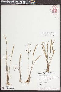 Sagittaria graminea image