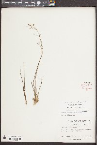 Sagittaria graminea image