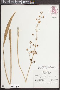 Sagittaria lancifolia var. media image