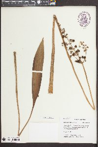 Sagittaria falcata image