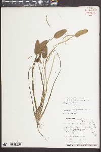 Sagittaria filiformis image