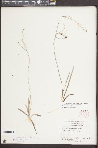 Sagittaria filiformis image