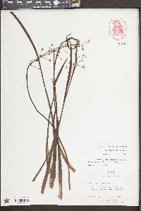 Sagittaria graminea image