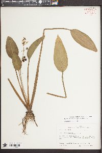 Sagittaria platyphylla image