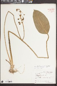 Sagittaria platyphylla image