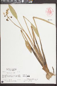 Sagittaria platyphylla image