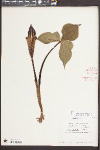 Arisaema triphyllum subsp. stewardsonii image