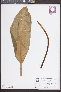 Orontium aquaticum image