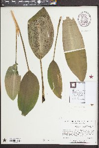 Orontium aquaticum image