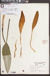 Orontium aquaticum image