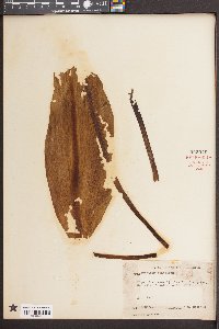 Orontium aquaticum image