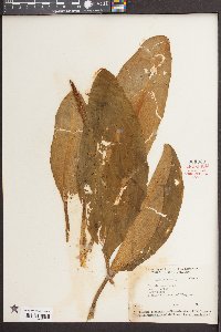 Orontium aquaticum image