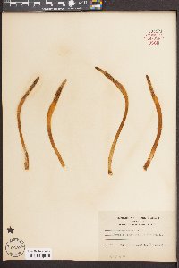 Orontium aquaticum image