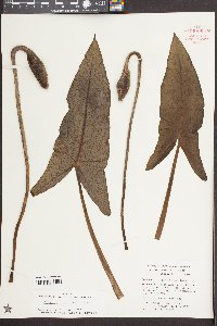 Peltandra virginica image