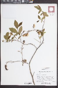 Eubotrys racemosa image