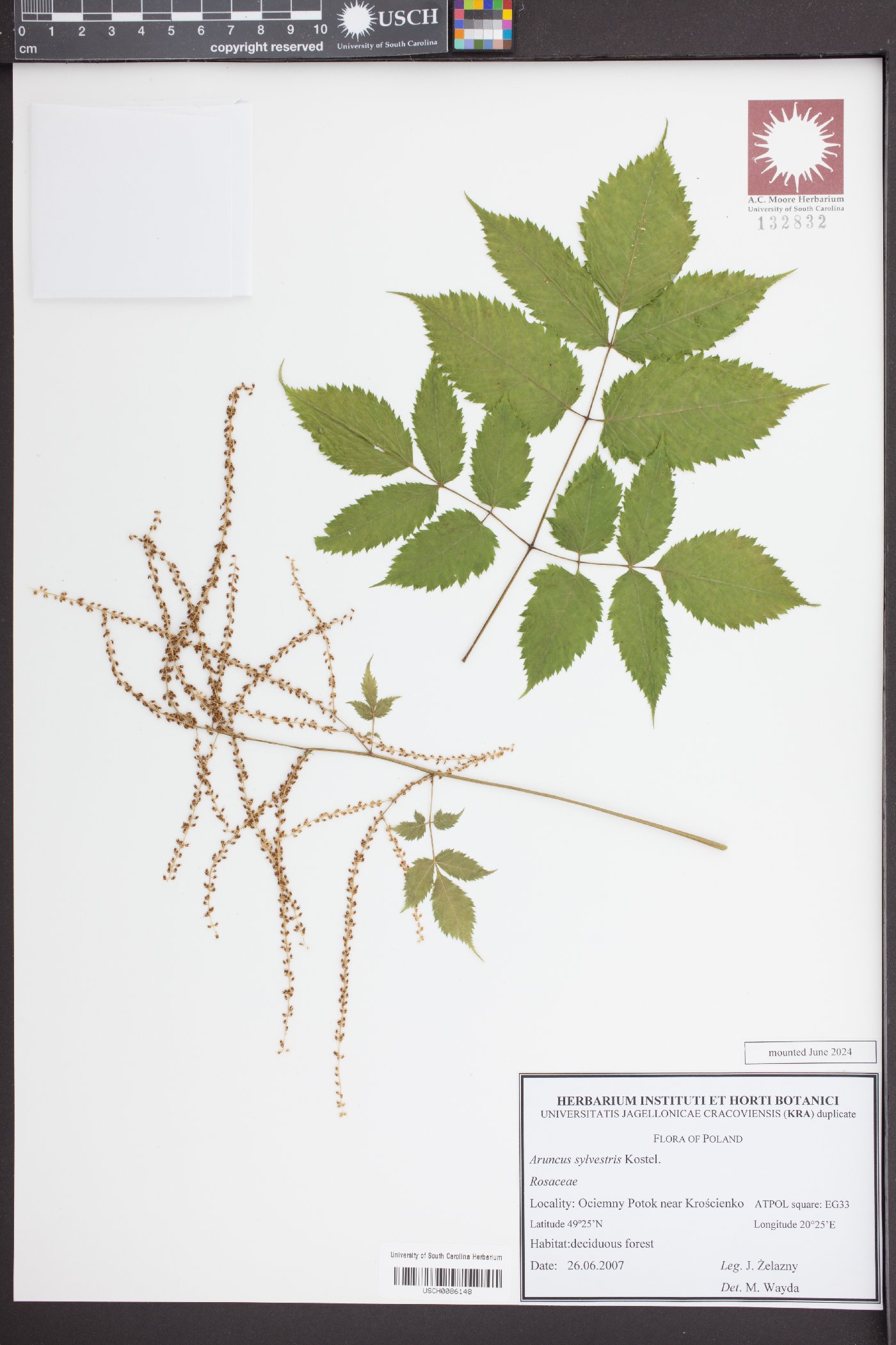 Aruncus dioicus subsp. kamtschaticus image