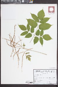 Aruncus dioicus image