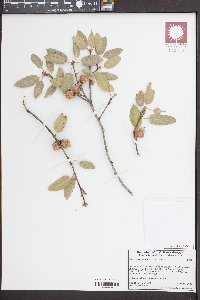 Quercus wislizeni image