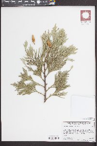 Calocedrus decurrens image