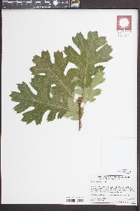 Quercus kelloggii image