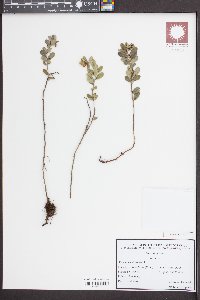 Vaccinium vitis-idaea image