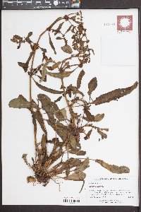 Rumex pulcher image